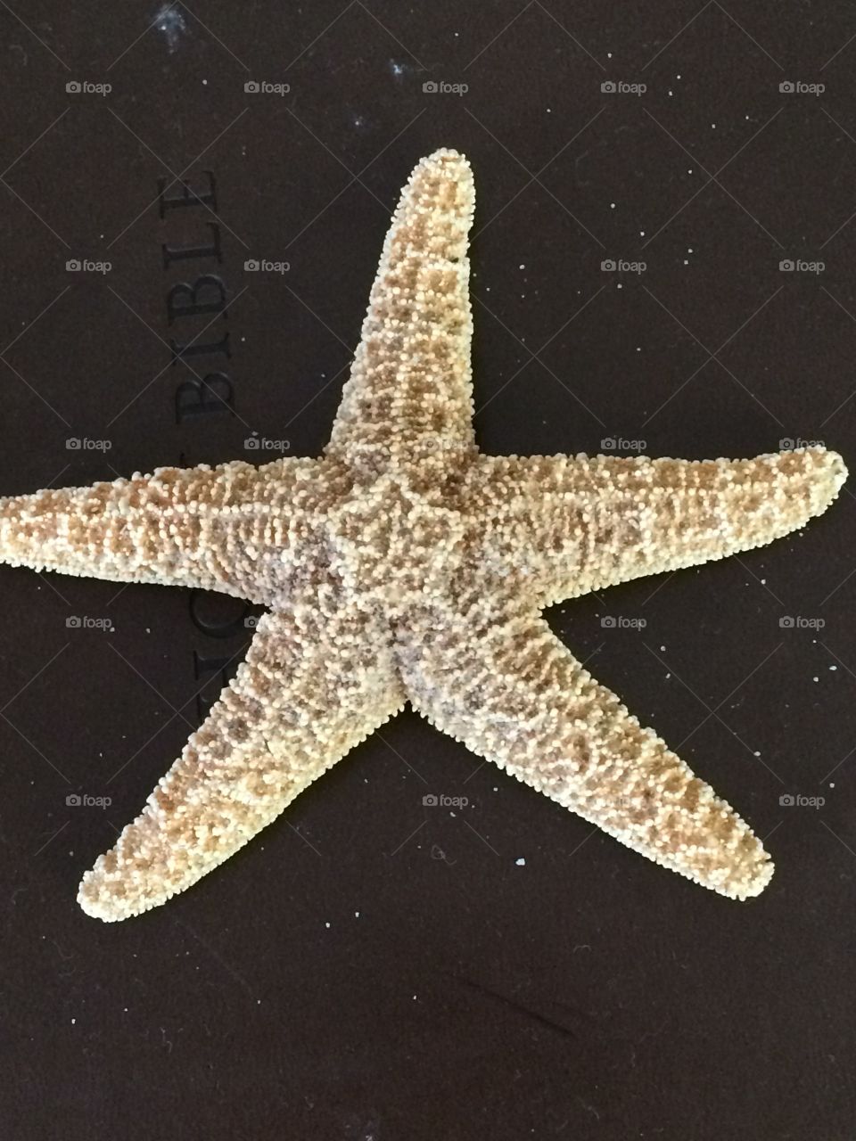 Starfish 
