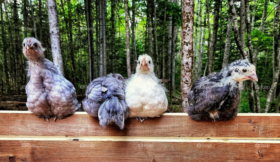 Chickens lined up on the back of a bench