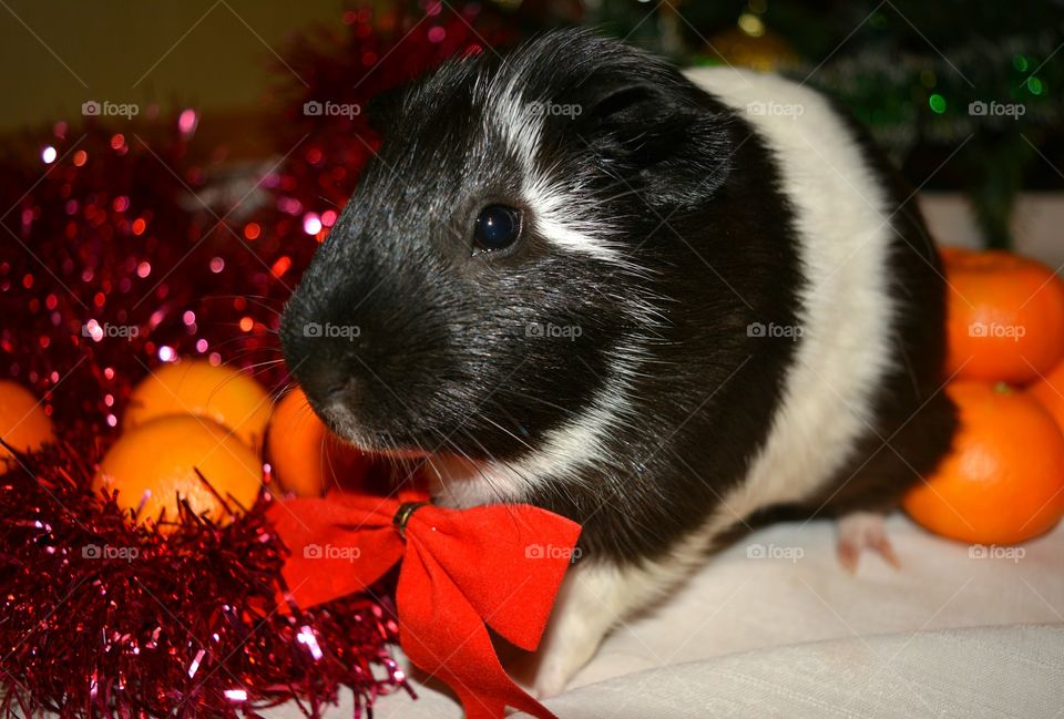 Christmas, No Person, Mammal, Cute, Little