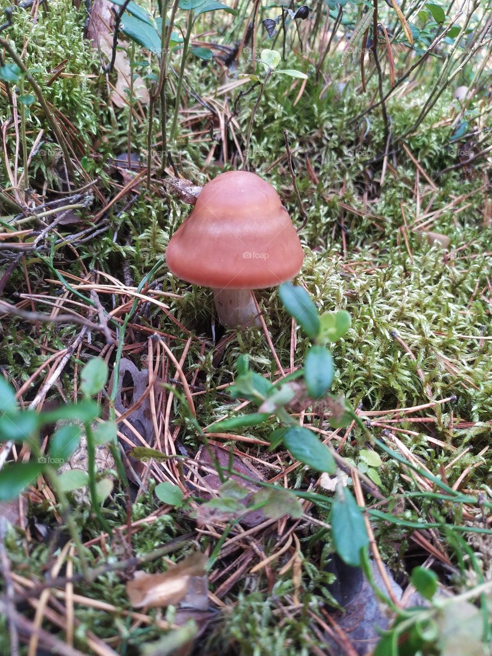 Mushroom