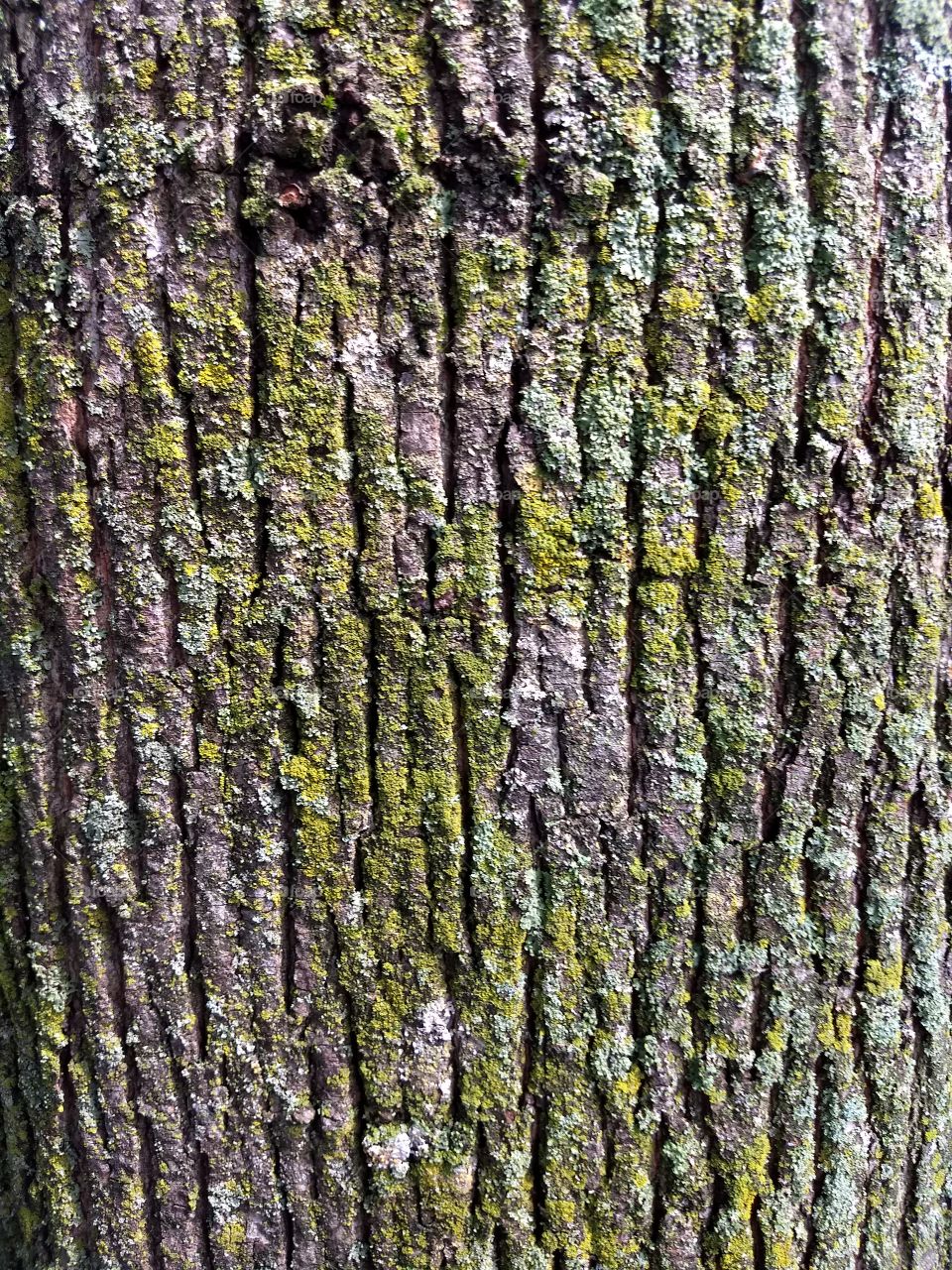 closeup of mossy tree trunk