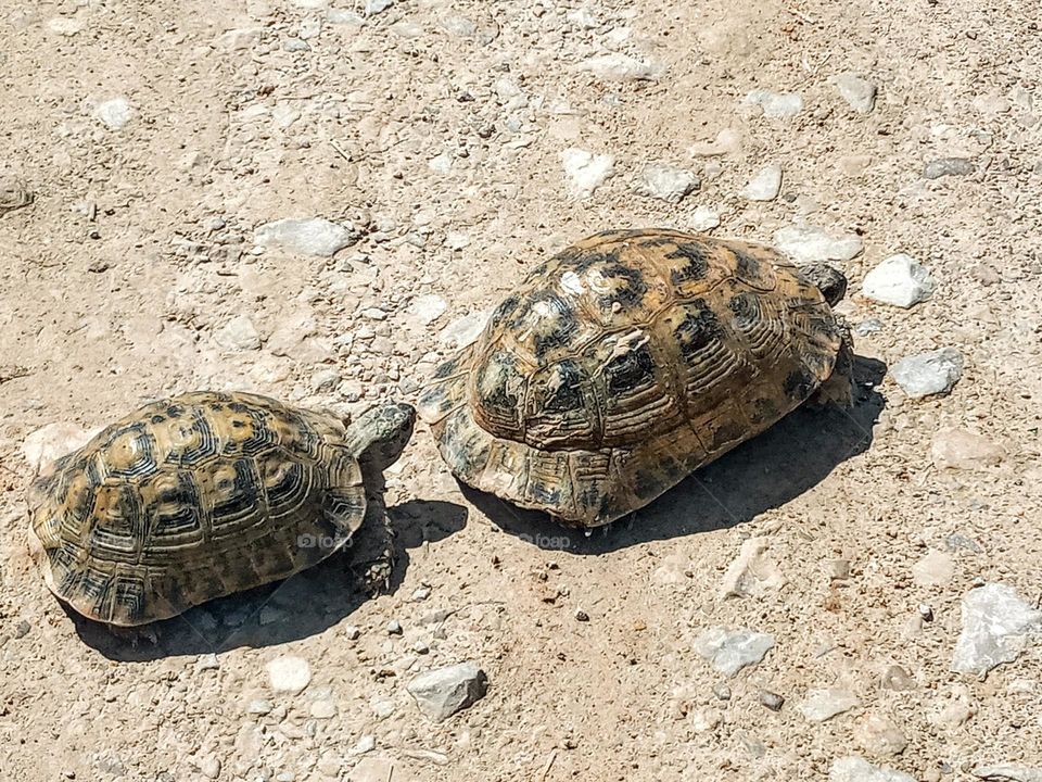 Two tortoise's