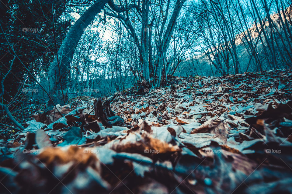 No Person, Nature, Water, Wood, Desktop