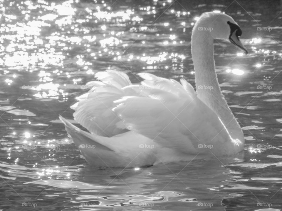 Swan, Bird, Water, Lake, Reflection