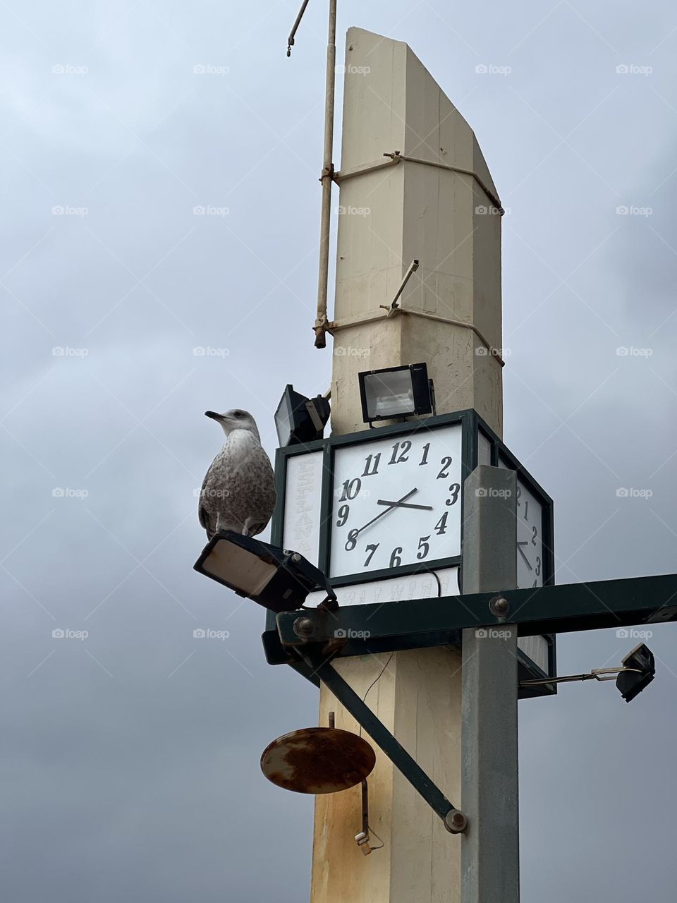 Seagull and the clock