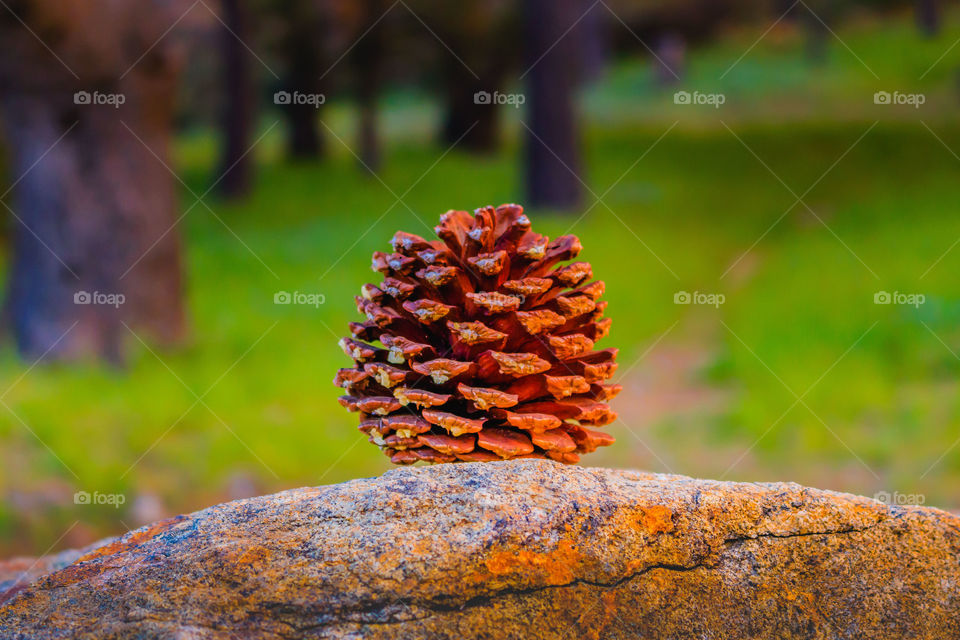 Pine cone 