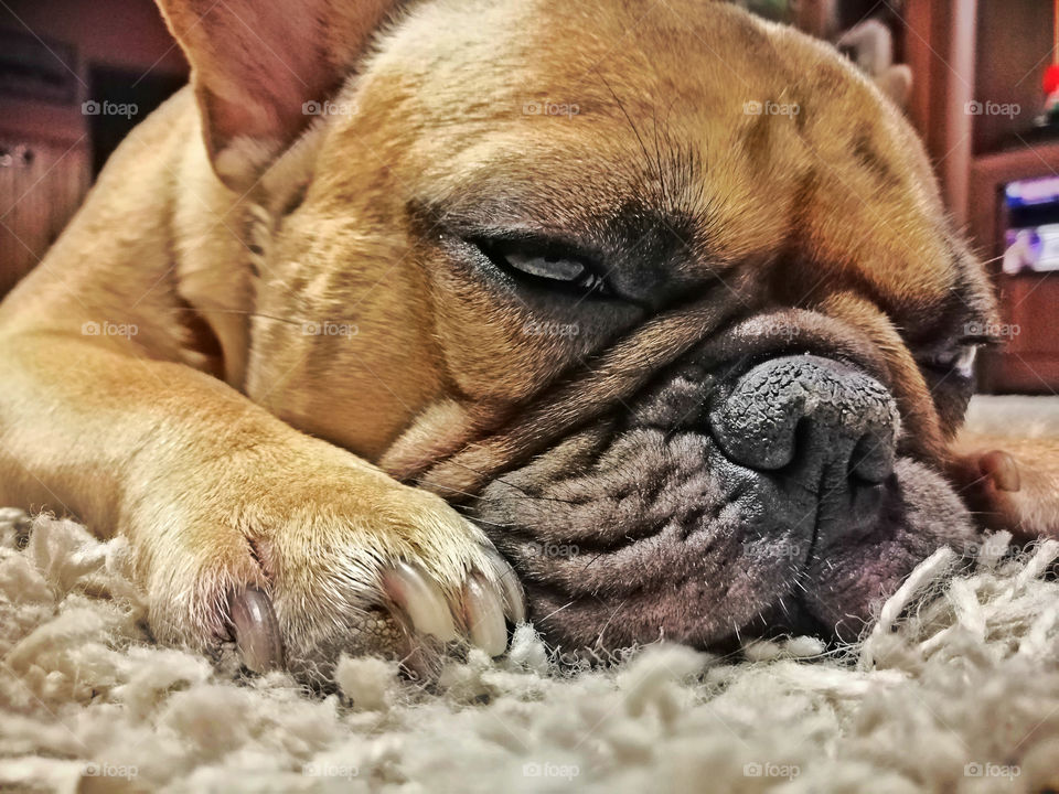 Sleepy french buldog on the carpet.