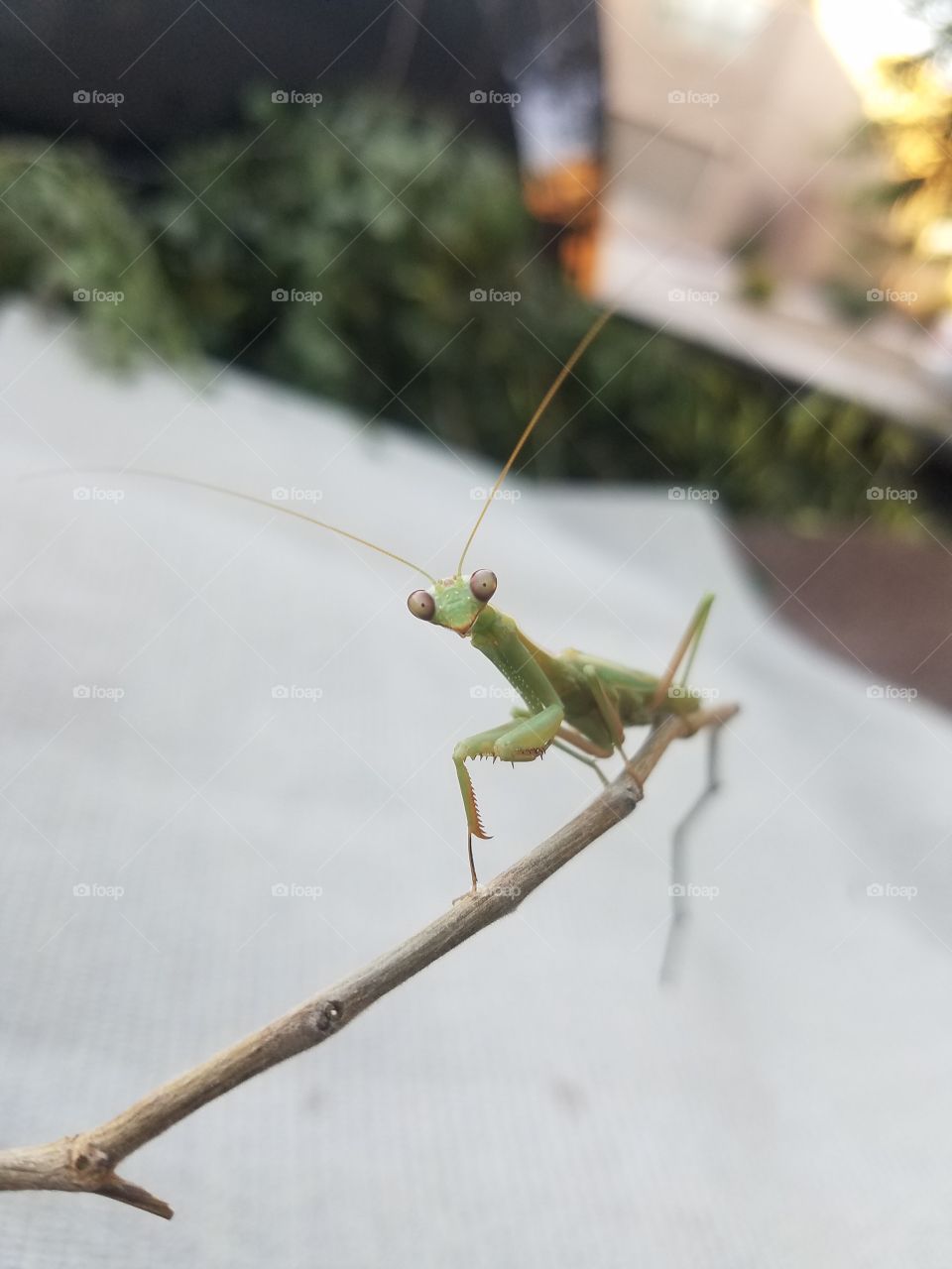 Saw a Praymantis and