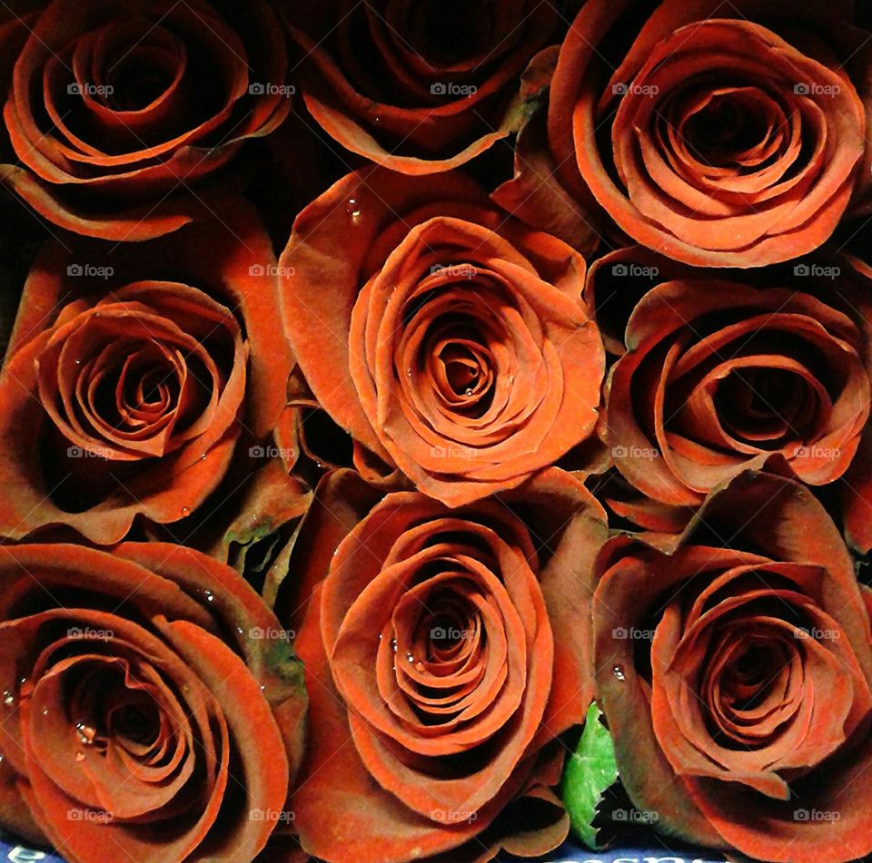 Roses at flower market. The ever famous imported roses.