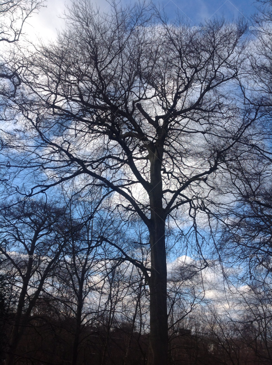 chertsey uk winter sky garden by ashepperdson