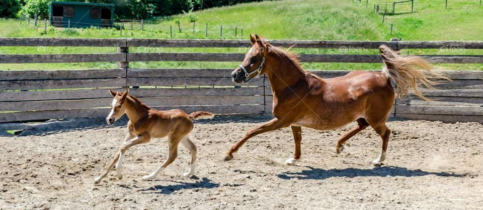 Straight Egyptian Arabian mare and filly first outing