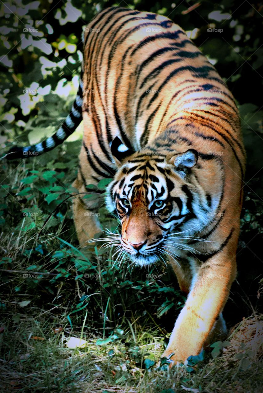 A tiny kitty, a tiger ;)