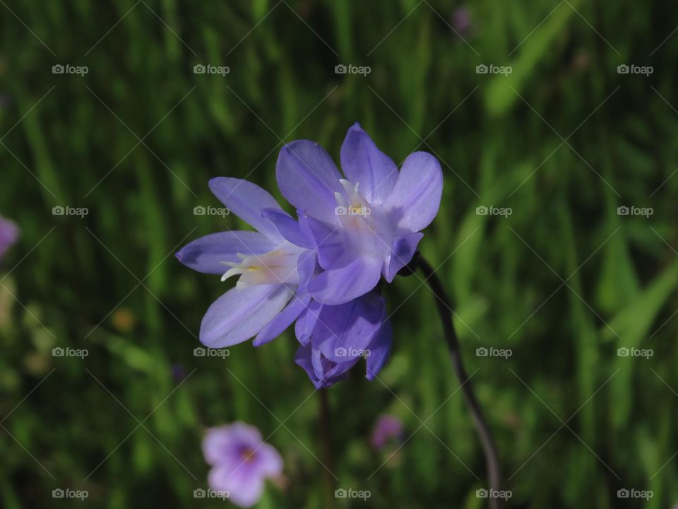 California Superbloom 2023 - Blue Dick Wildflower 