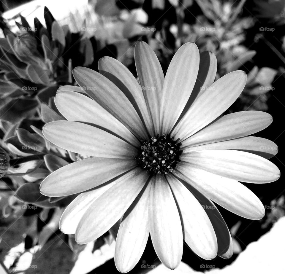 Flower#nature#plant#black&white