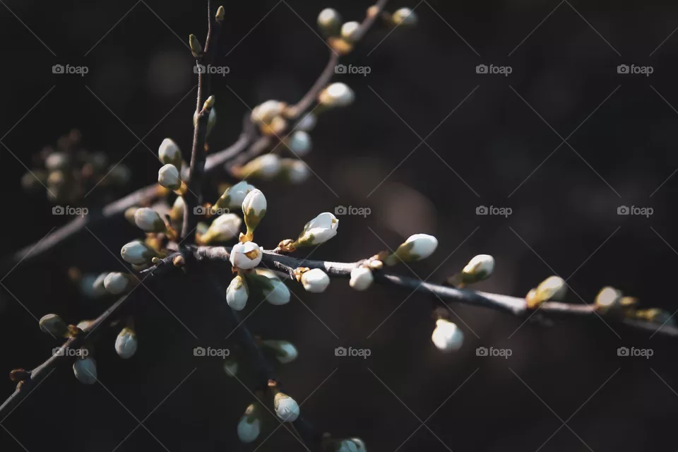 spring