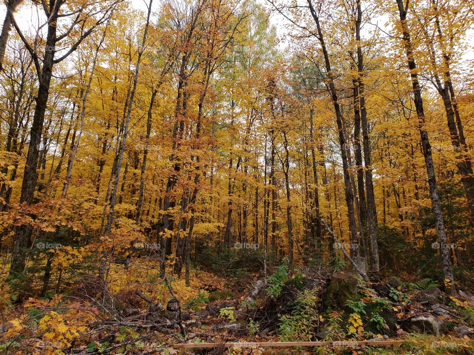 fall colors in a forest