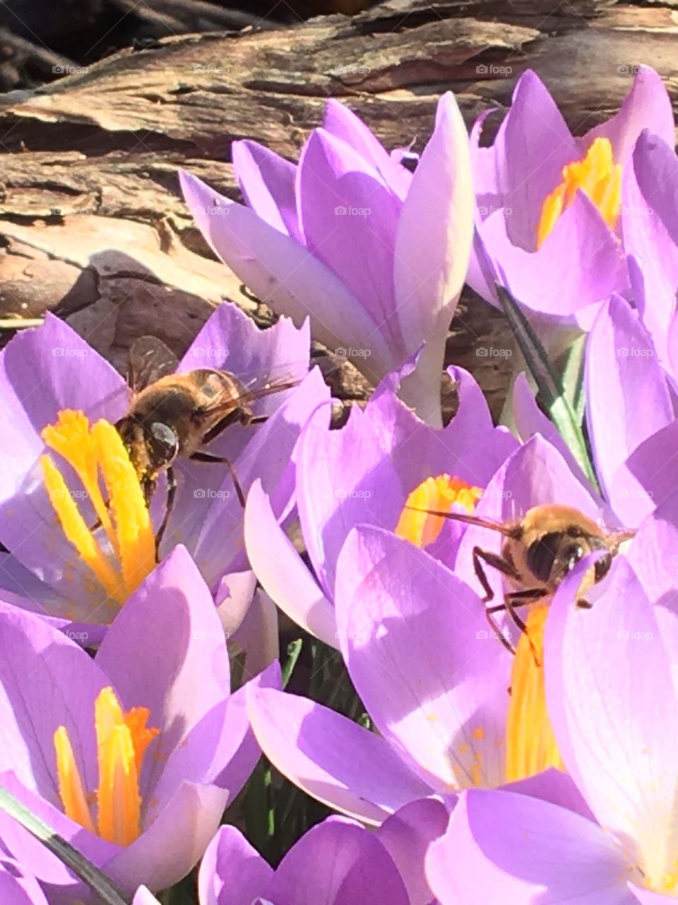 Bees on spring crocuses 