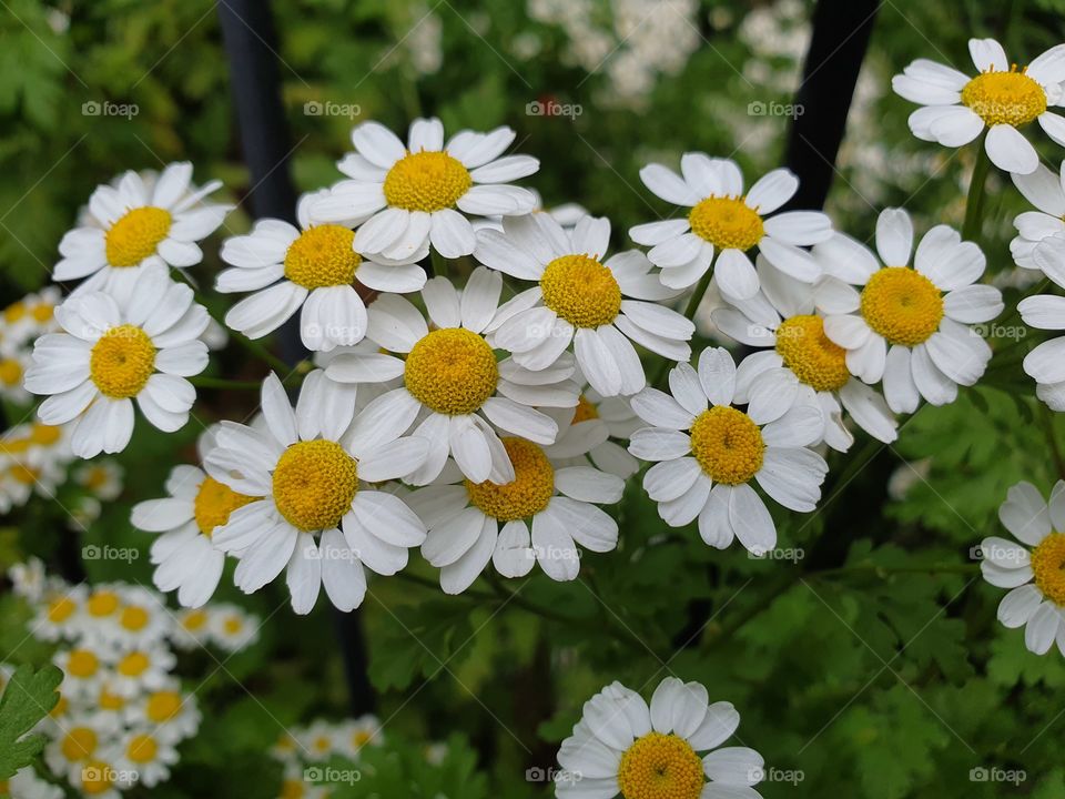 pharmaceutical camomile branch closeup with multiple flowers
