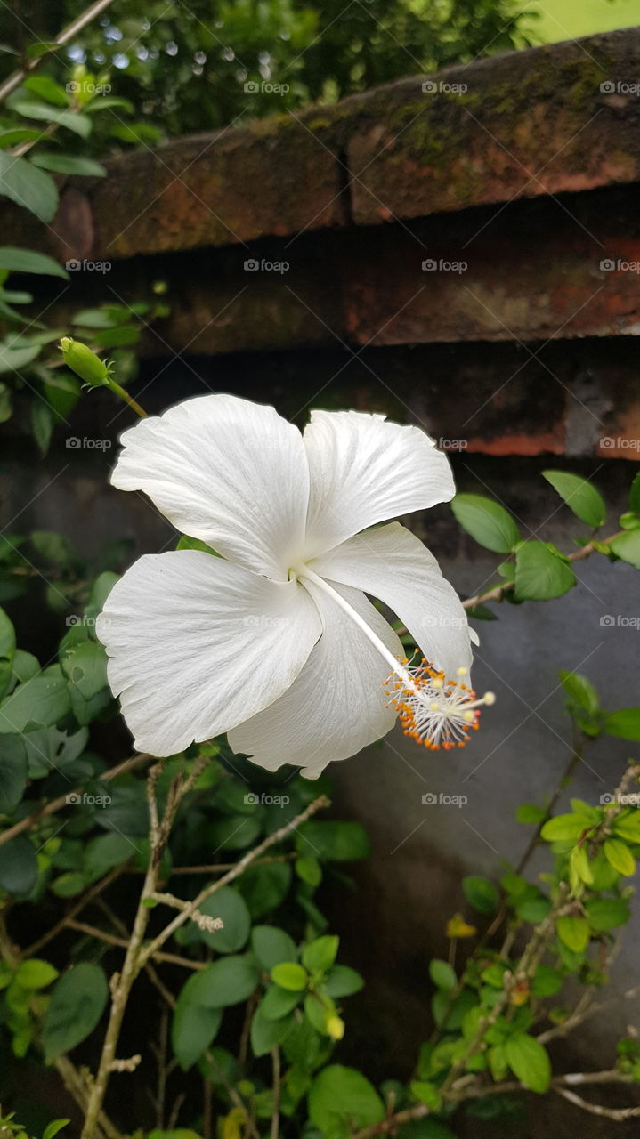 White flower