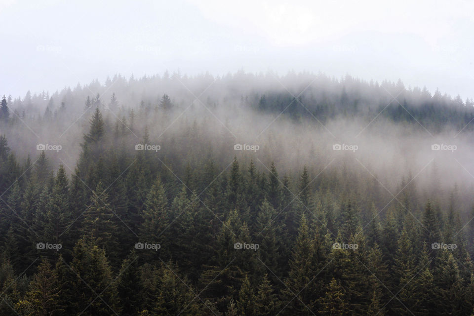 Fog over the mountain trees