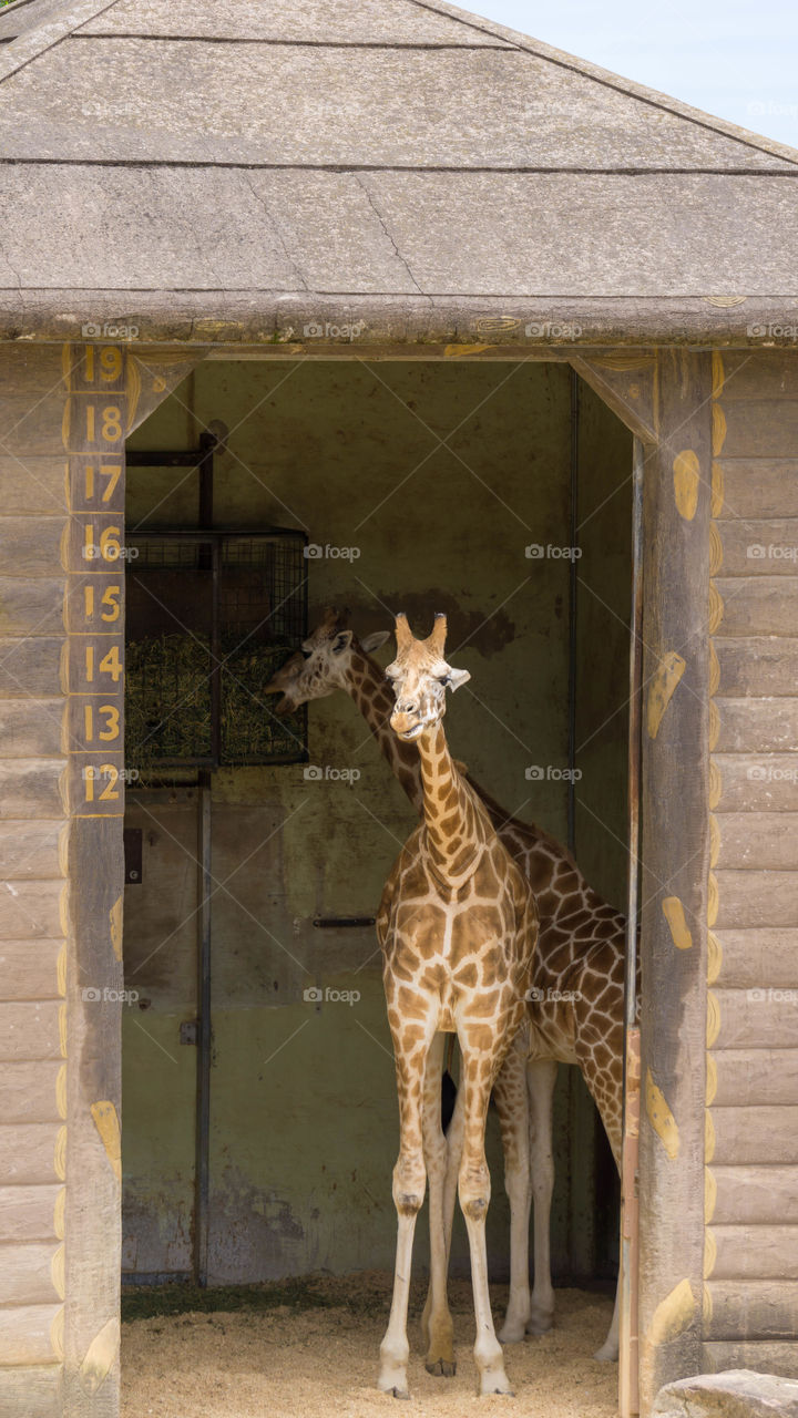 Giraffe 