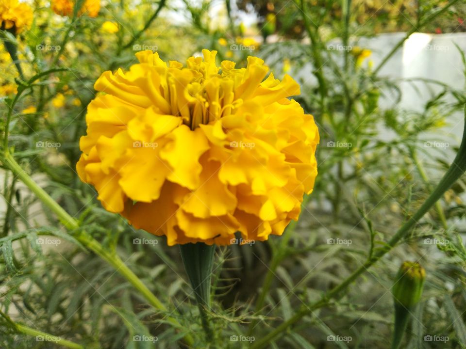 Orange and yellow marigold genda beautiful flower in the morning time on earth
