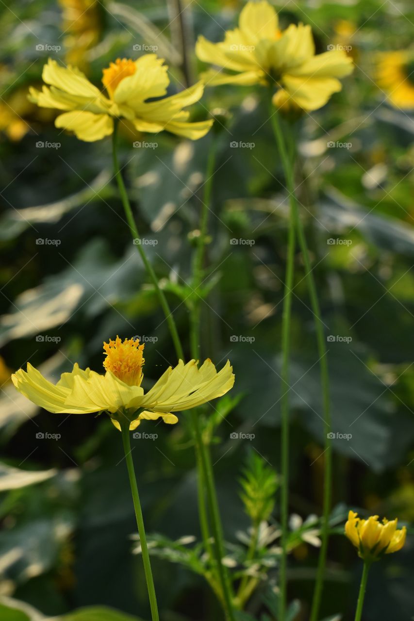 yellow cosmos