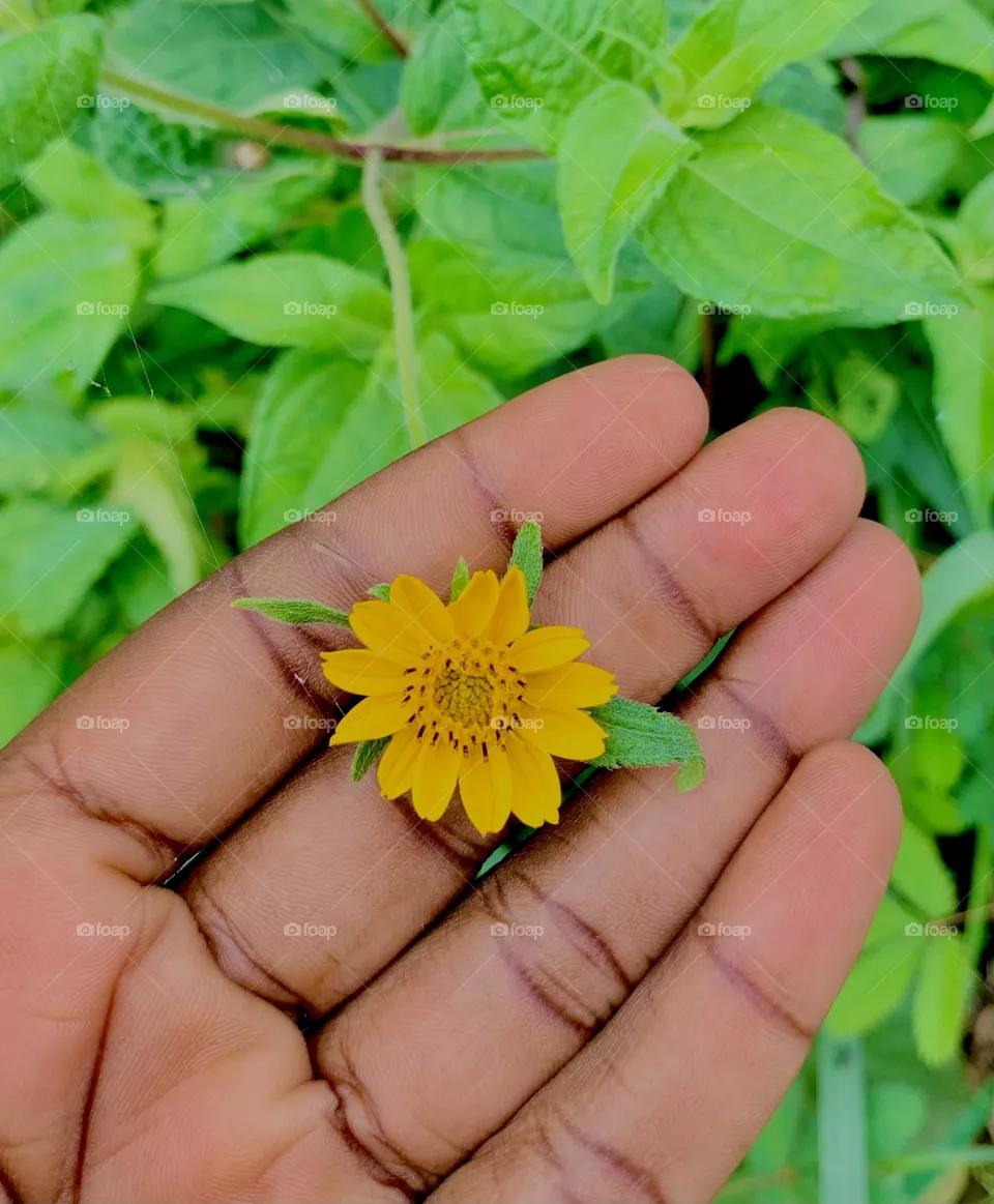 Flowers 