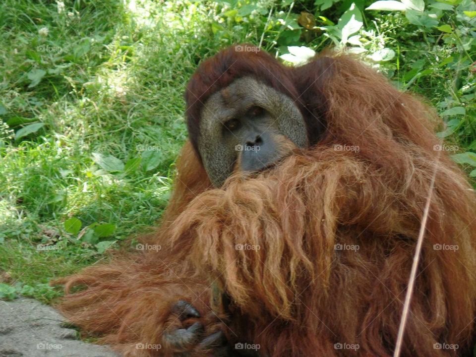 Orangutan