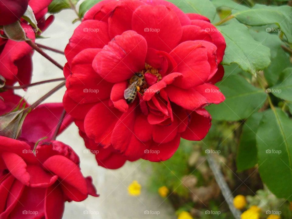 Bee on roses