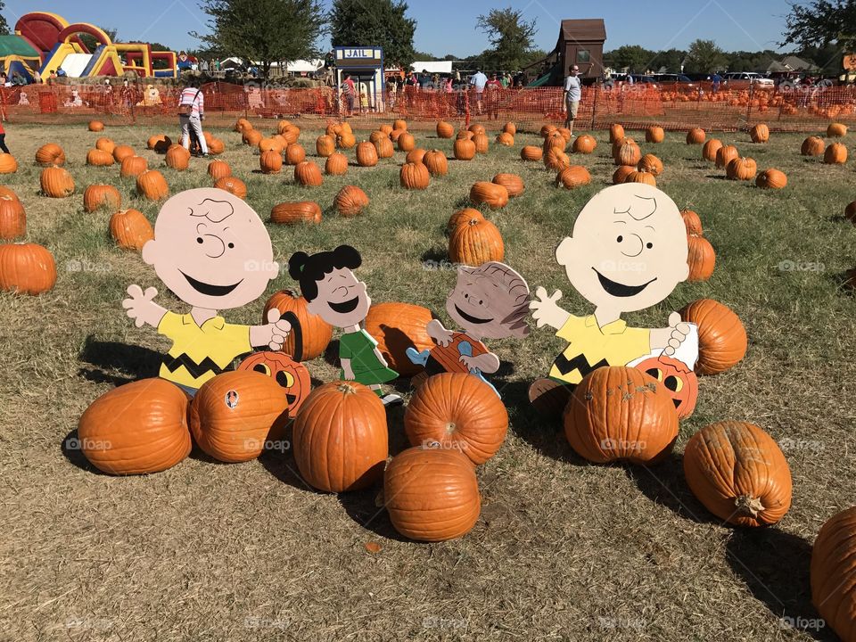 Peanuts with Charlie Brown at the pumpkin patch.