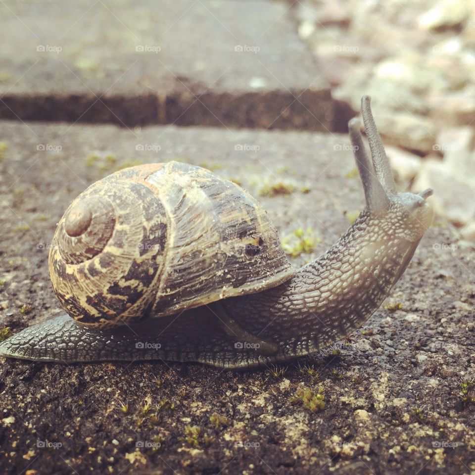 Yuk! A snail in my garden!