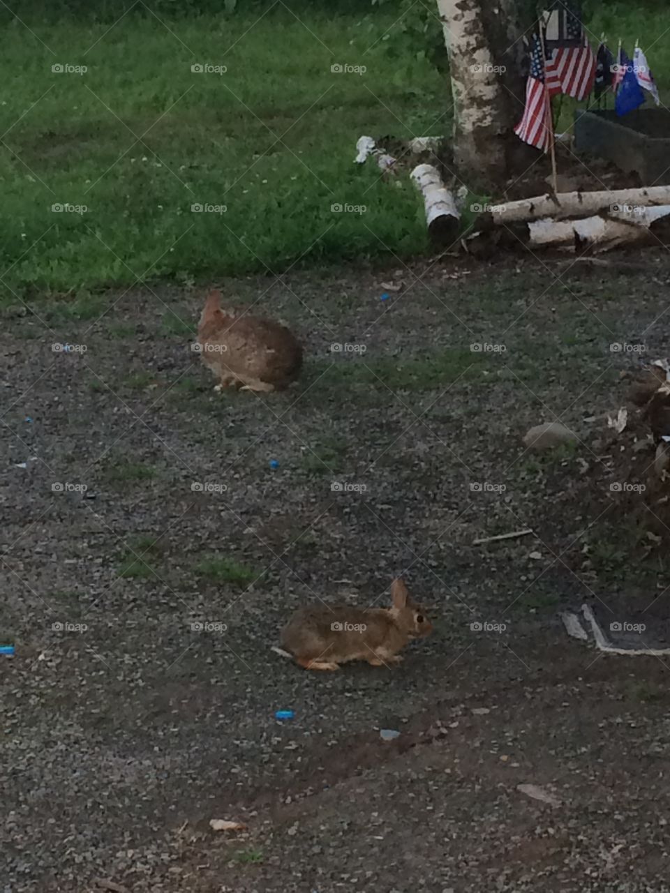 Playful Bunnies 
