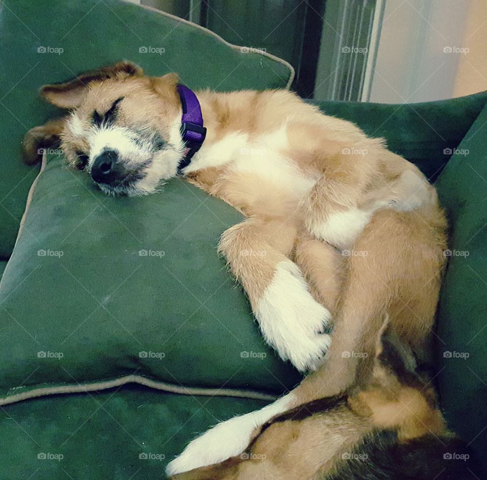 Sophie the gentle giant