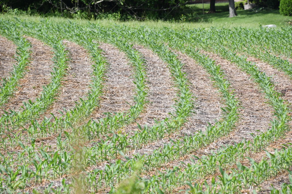 green corn rows