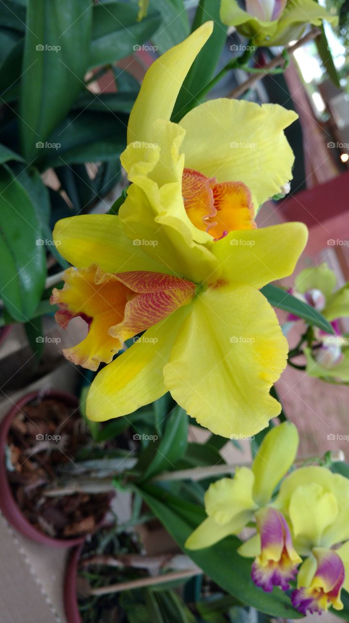 Orquídea linda!