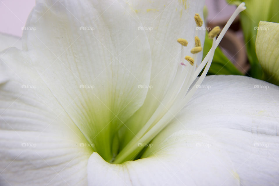 Lily closeup