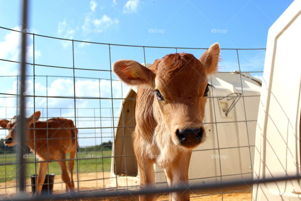 curious calf