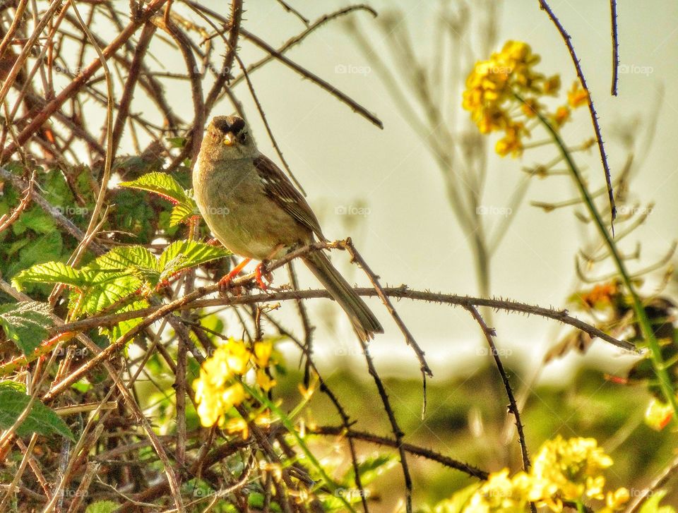 Songbird At Sunset. Photo Of Wild Goldfinch Taken Just Before Sunset
