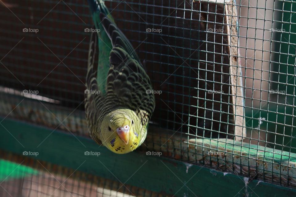 Parakeet ready to take flight