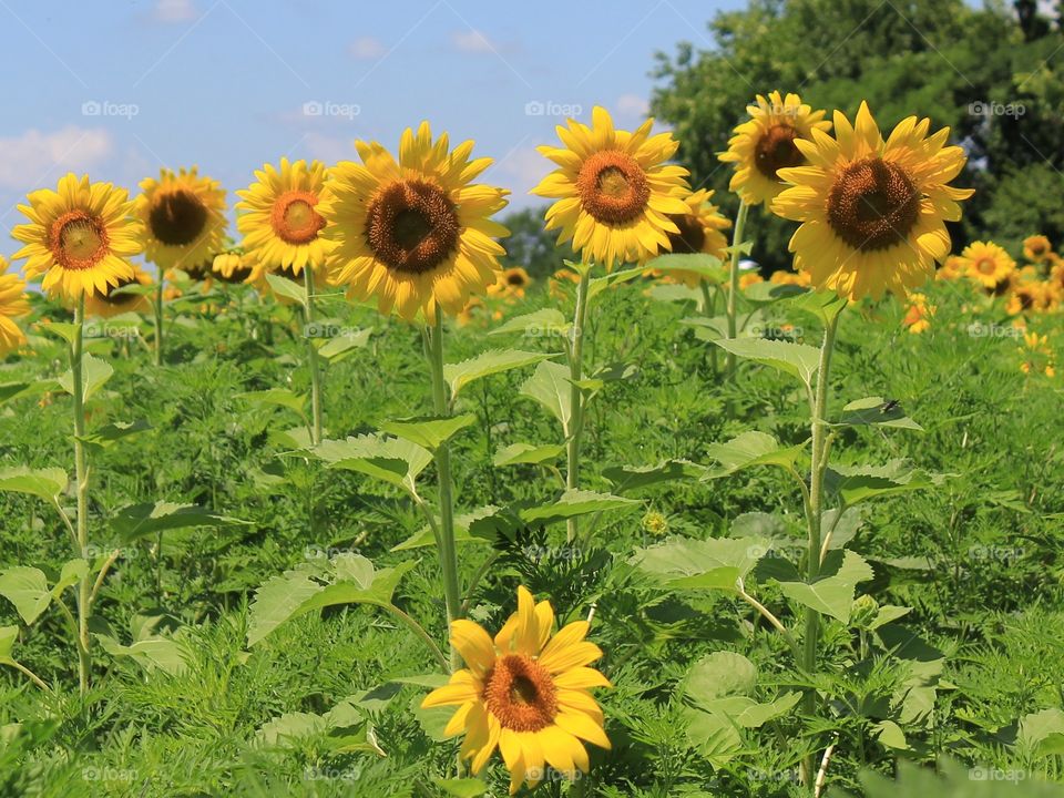 A beautiful sunflower field 