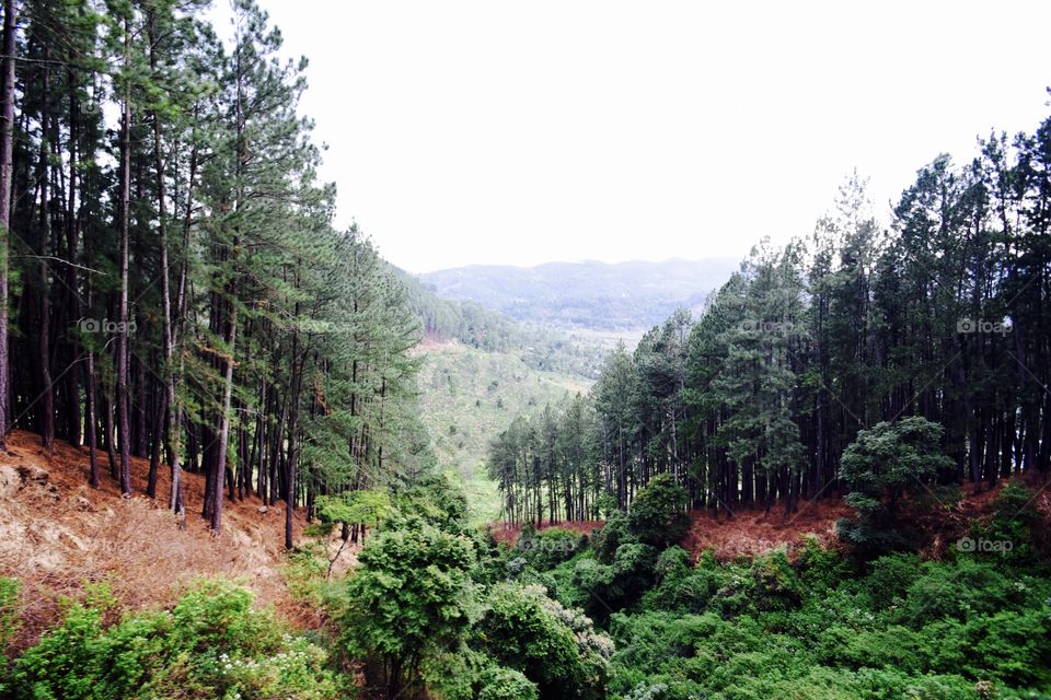 Sri Lanka forests on the road to Bandarawela.