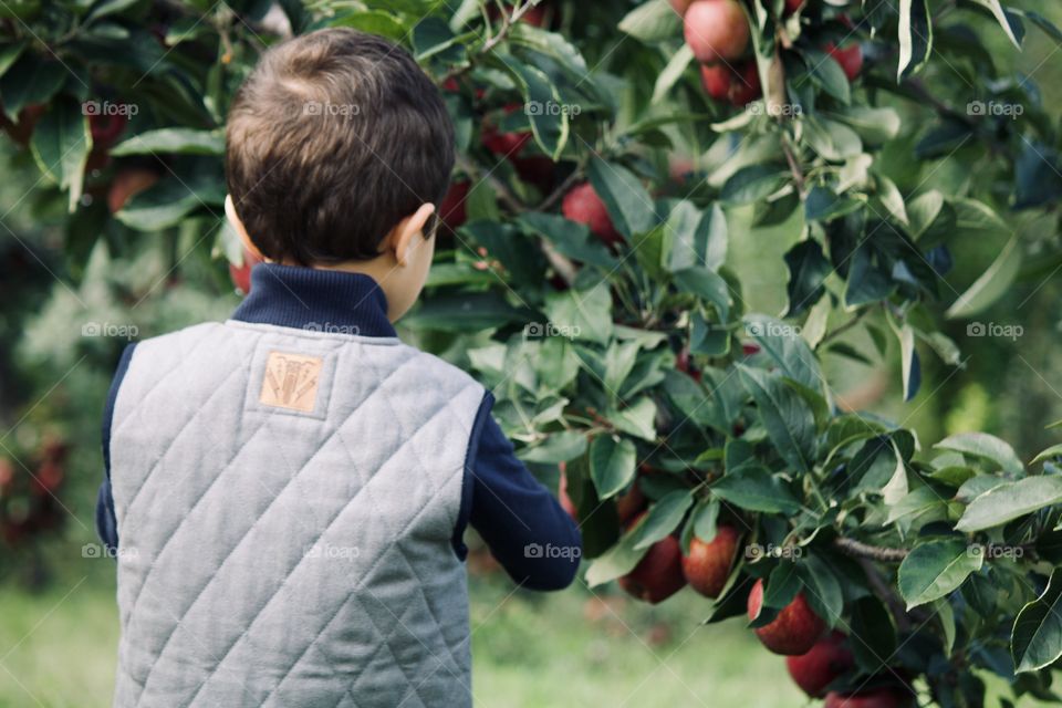 Apple picking at the orchard 