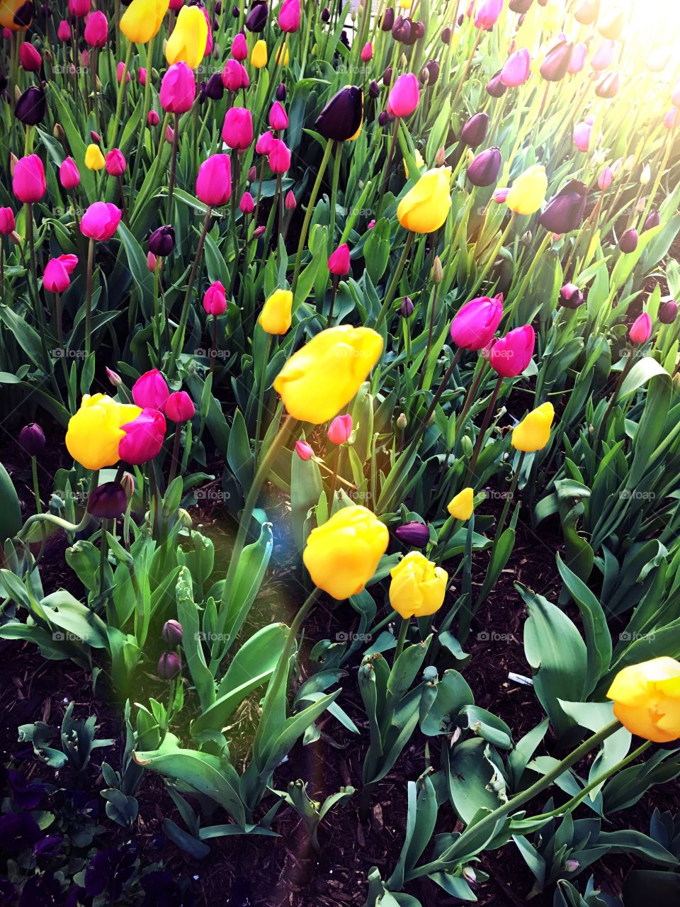 Field of Tulips 
