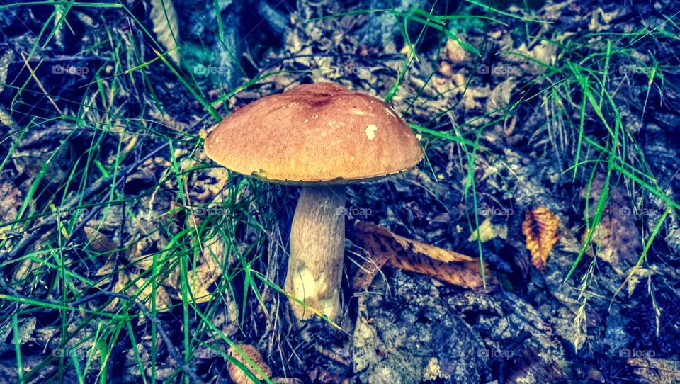 Mushroom