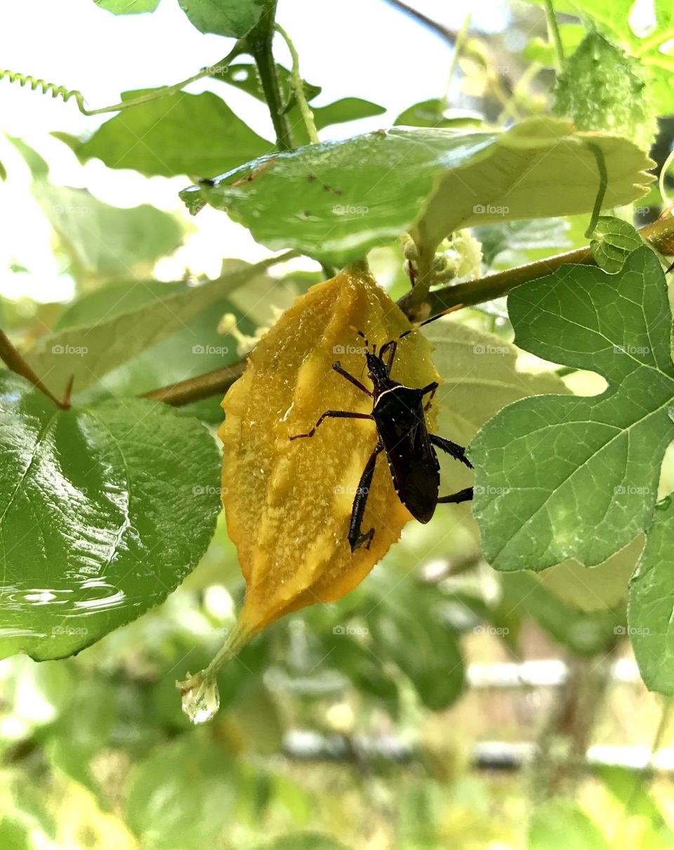 Stink bug taking shelter on a cerasee seed during an afternoon Florida rain. 