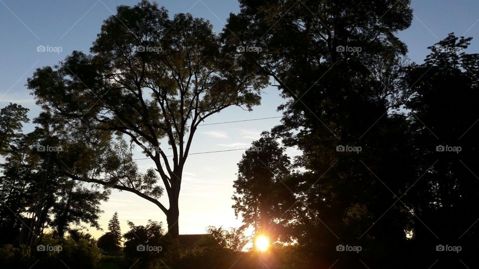 Tree, No Person, Sun, Landscape, Nature