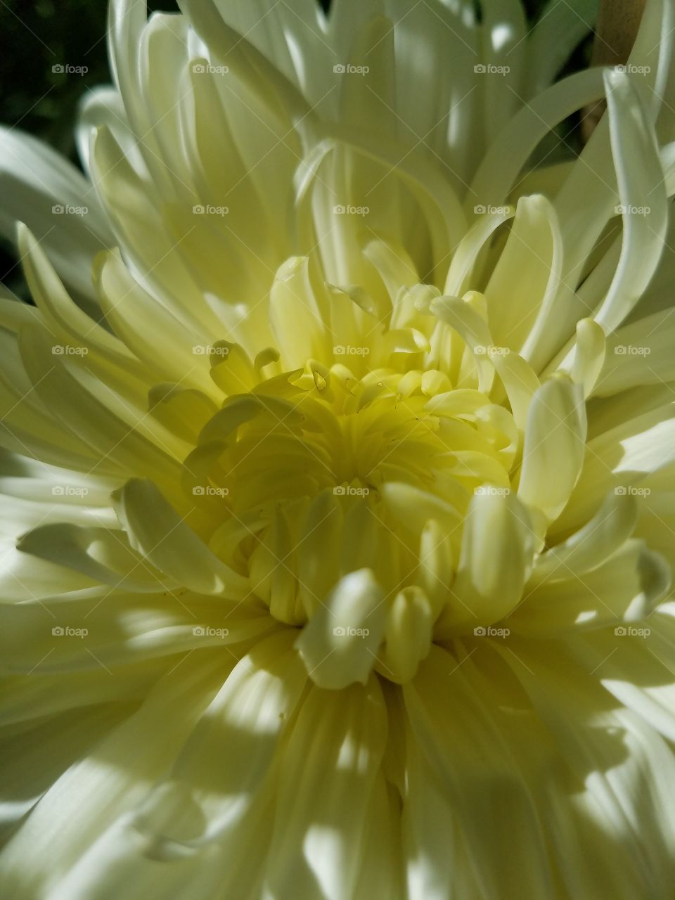 chrysanthemum in light and shadow