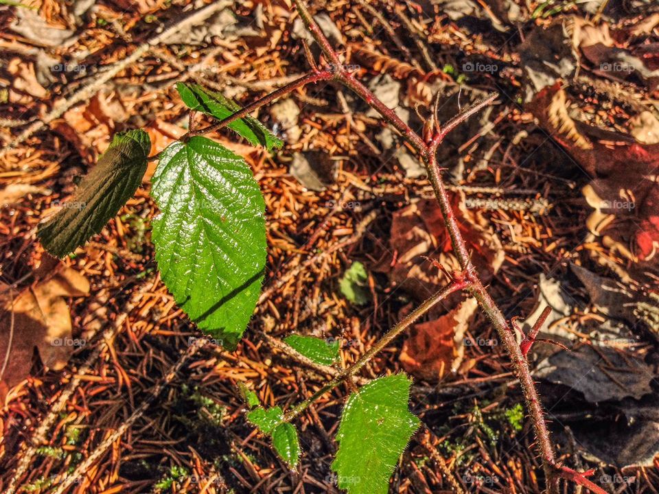 Forest leaf