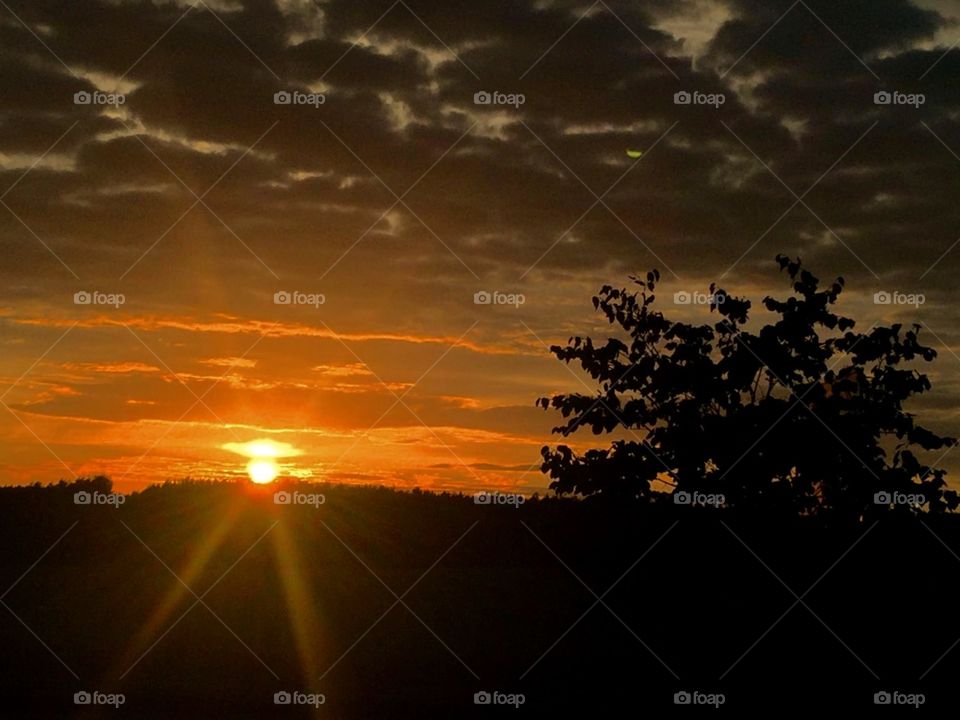 Tree silhouette with sunset background 